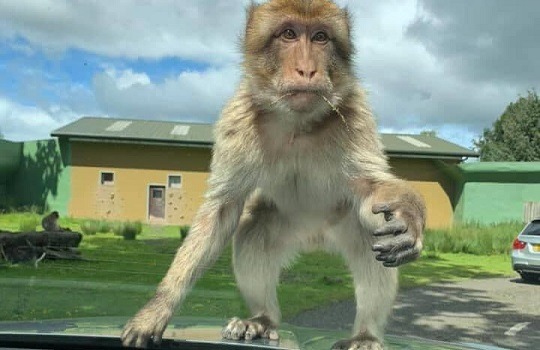 macaque drive-thru x540