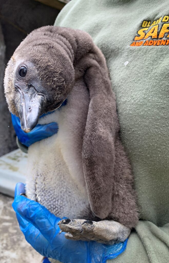 Help us name our penguin chick!